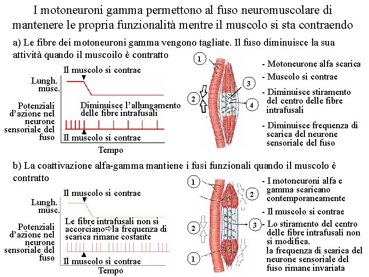 I motoneuroni gamma permettono al fuso neuromuscolare di mantenere le propria funzionalità mentre il