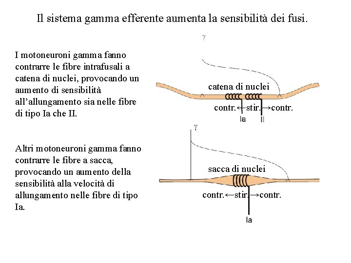 Il sistema gamma efferente aumenta la sensibilità dei fusi. I motoneuroni gamma fanno contrarre