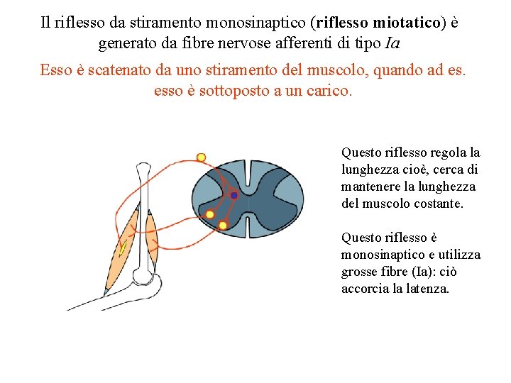 Il riflesso da stiramento monosinaptico (riflesso miotatico) è generato da fibre nervose afferenti di