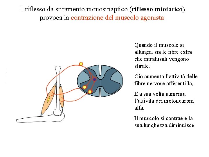 Il riflesso da stiramento monosinaptico (riflesso miotatico) provoca la contrazione del muscolo agonista Quando
