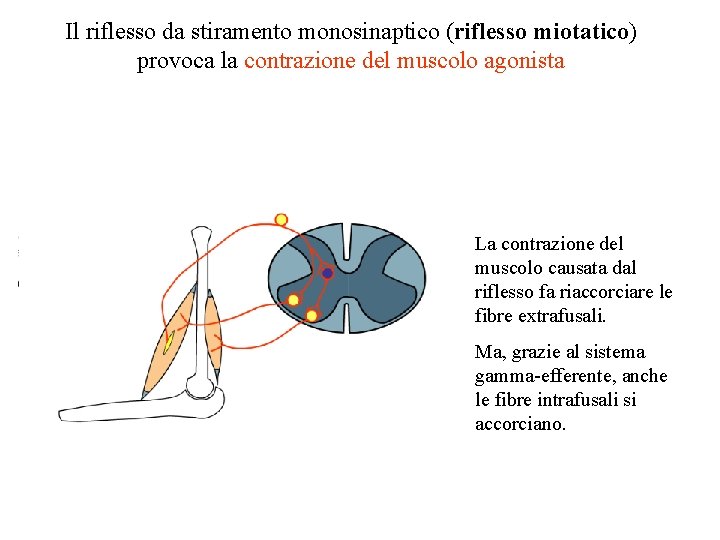 Il riflesso da stiramento monosinaptico (riflesso miotatico) provoca la contrazione del muscolo agonista La