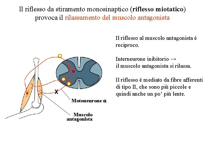 Il riflesso da stiramento monosinaptico (riflesso miotatico) provoca il rilassamento del muscolo antagonista Il