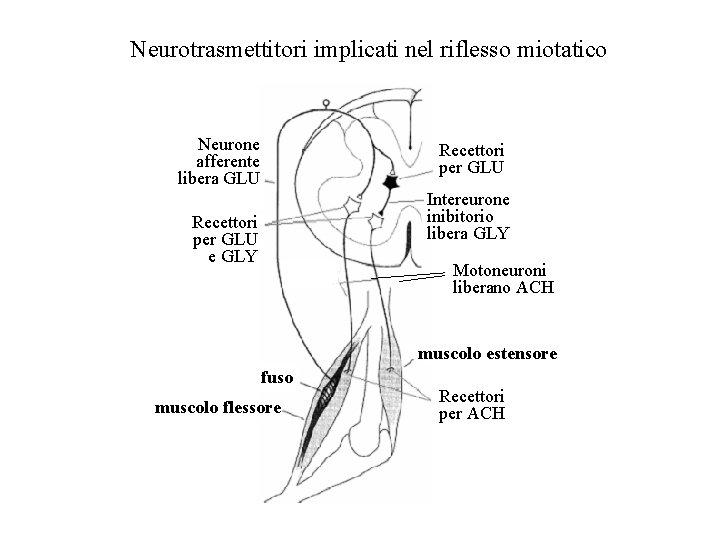 Neurotrasmettitori implicati nel riflesso miotatico Neurone afferente libera GLU Recettori per GLU Intereurone inibitorio