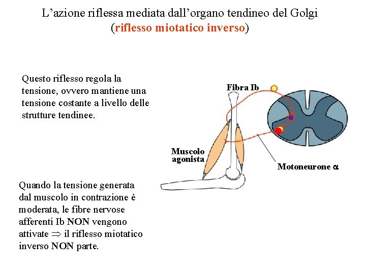 L’azione riflessa mediata dall’organo tendineo del Golgi (riflesso miotatico inverso) Questo riflesso regola la