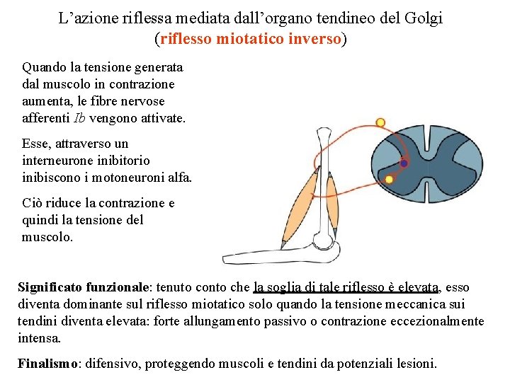 L’azione riflessa mediata dall’organo tendineo del Golgi (riflesso miotatico inverso) Quando la tensione generata