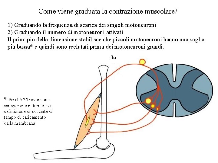 Come viene graduata la contrazione muscolare? 1) Graduando la frequenza di scarica dei singoli