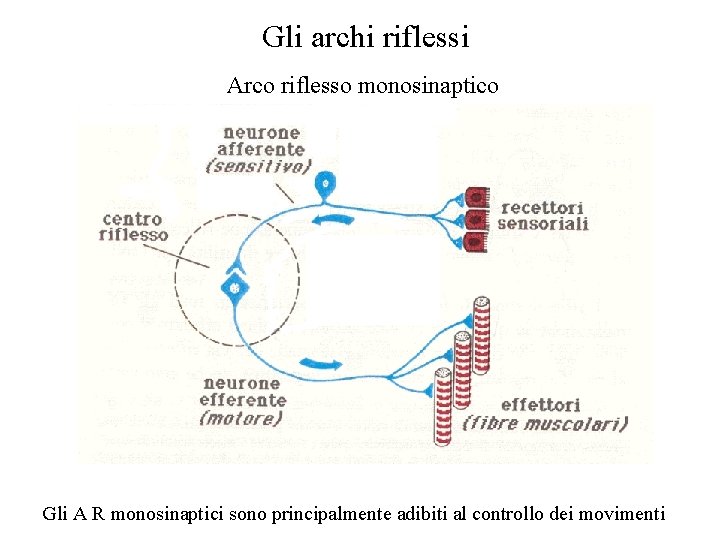 Gli archi riflessi Arco riflesso monosinaptico Gli A R monosinaptici sono principalmente adibiti al