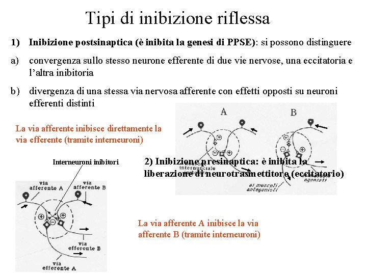 Tipi di inibizione riflessa 1) Inibizione postsinaptica (è inibita la genesi di PPSE): si