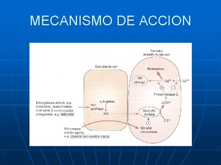 MECANISMO DE ACCION 
