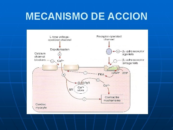 MECANISMO DE ACCION 