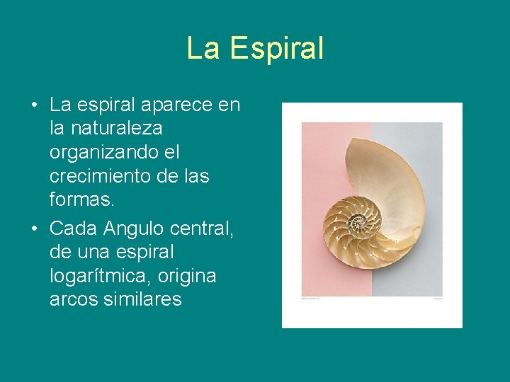 La Espiral • La espiral aparece en la naturaleza organizando el crecimiento de las