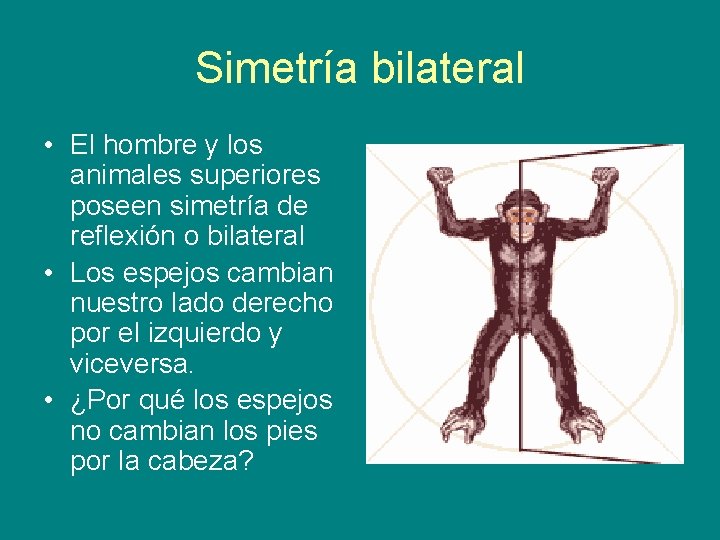 Simetría bilateral • El hombre y los animales superiores poseen simetría de reflexión o