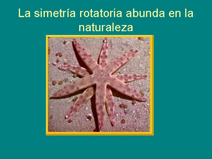 La simetría rotatoria abunda en la naturaleza 