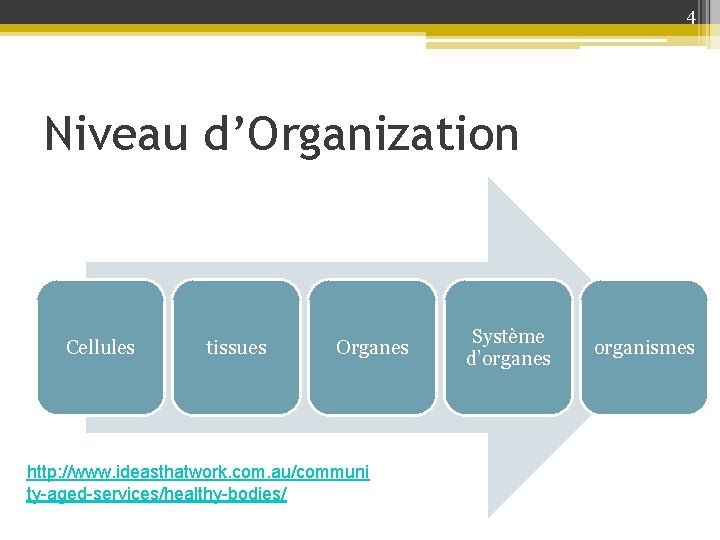 4 Niveau d’Organization Cellules tissues Organes http: //www. ideasthatwork. com. au/communi ty-aged-services/healthy-bodies/ Système d’organes