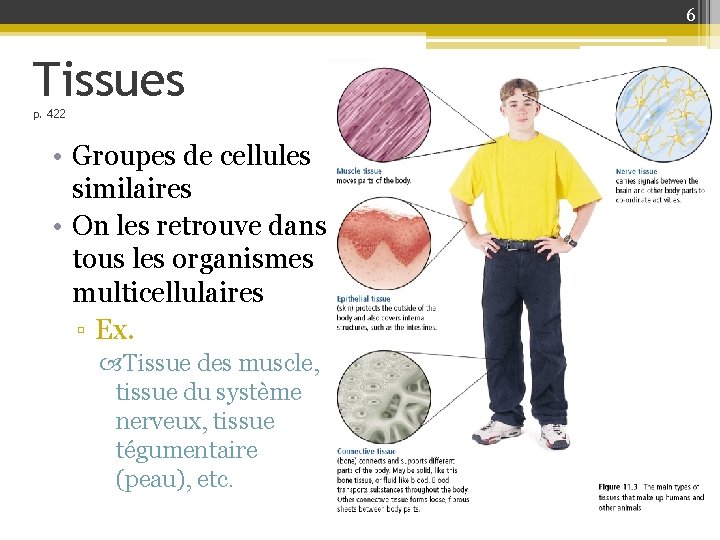 6 Tissues p. 422 • Groupes de cellules similaires • On les retrouve dans