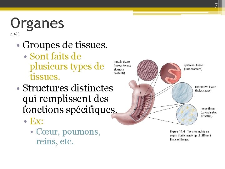 7 Organes p. 423 • Groupes de tissues. • Sont faits de plusieurs types