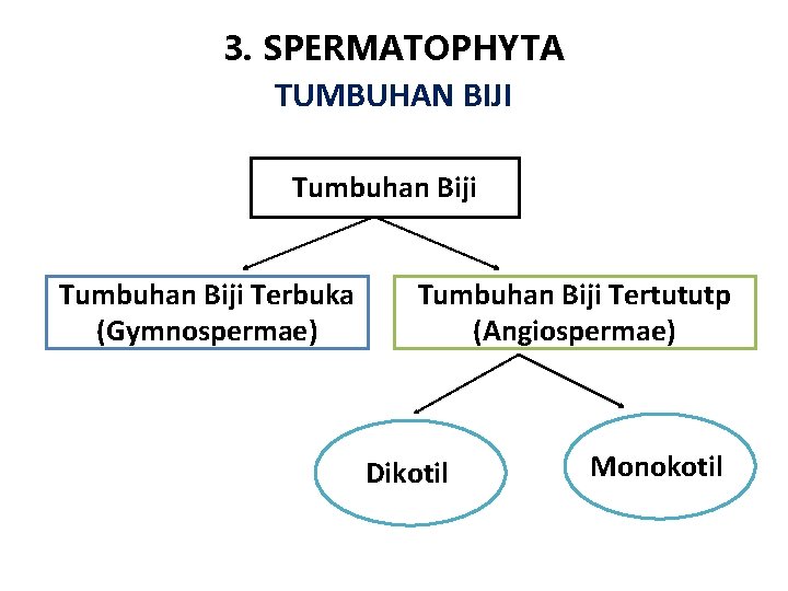 3. SPERMATOPHYTA TUMBUHAN BIJI Tumbuhan Biji Terbuka (Gymnospermae) Tumbuhan Biji Tertututp (Angiospermae) Dikotil Monokotil