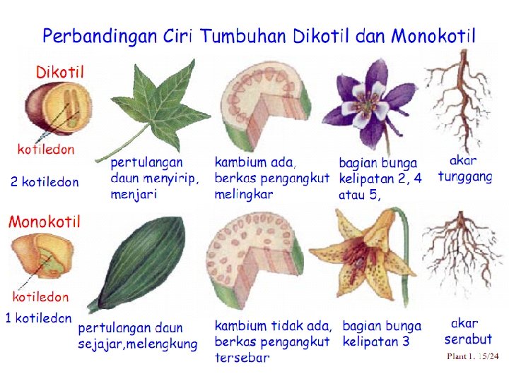 3 Spermatophyta Tumbuhan Biji Tumbuhan Biji Terbuka Gymnospermae