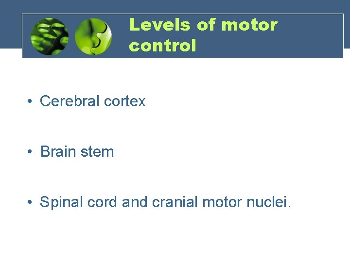 Levels of motor control • Cerebral cortex • Brain stem • Spinal cord and