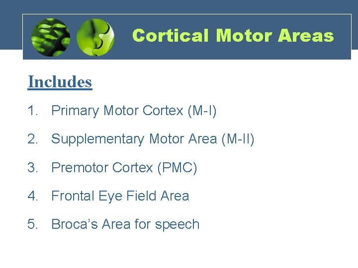 Cortical Motor Areas Includes 1. Primary Motor Cortex (M-I) 2. Supplementary Motor Area (M-II)