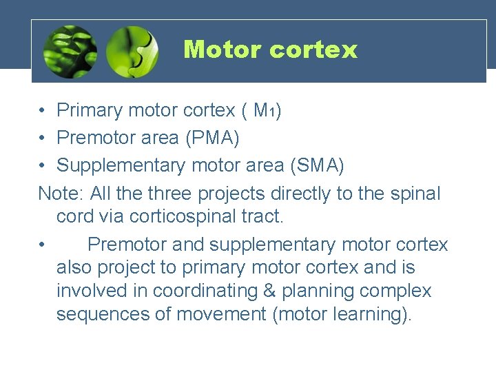 Motor cortex • Primary motor cortex ( M 1) • Premotor area (PMA) •