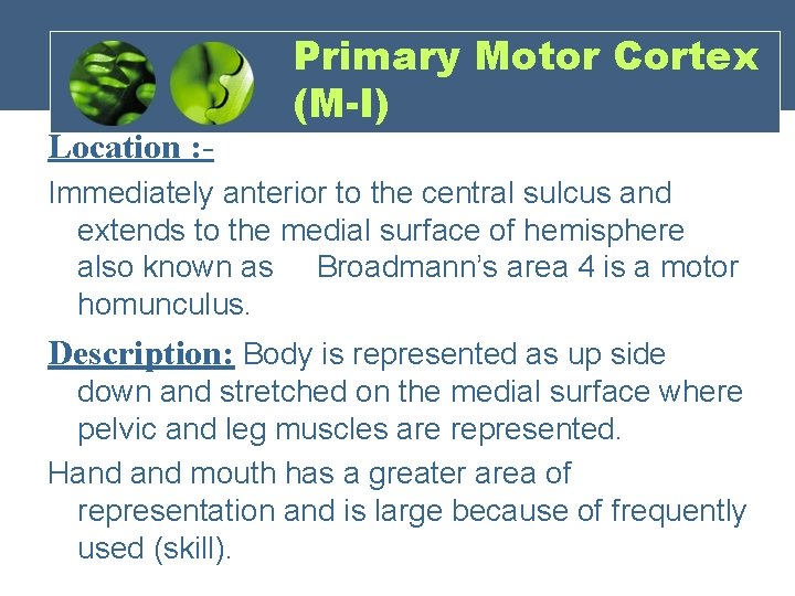 Location : - Primary Motor Cortex (M-I) Immediately anterior to the central sulcus and