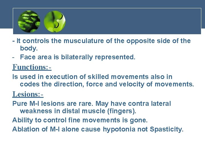 - It controls the musculature of the opposite side of the body. - Face