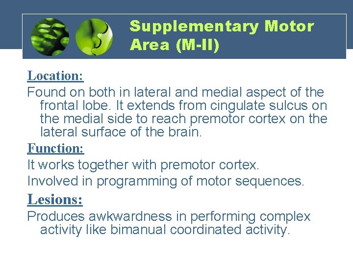 Supplementary Motor Area (M-II) Location: Found on both in lateral and medial aspect of