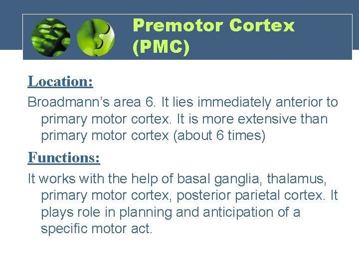 Premotor Cortex (PMC) Location: Broadmann’s area 6. It lies immediately anterior to primary motor