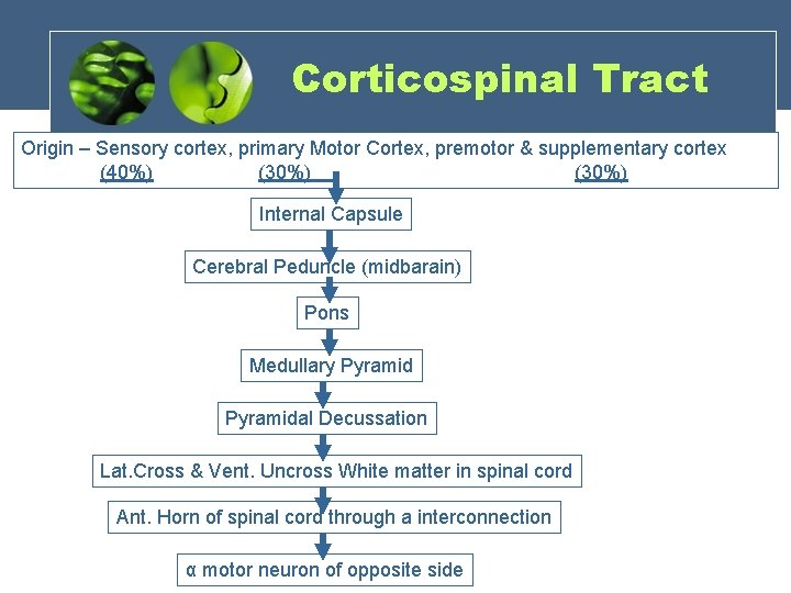 Corticospinal Tract Origin – Sensory cortex, primary Motor Cortex, premotor & supplementary cortex (40%)