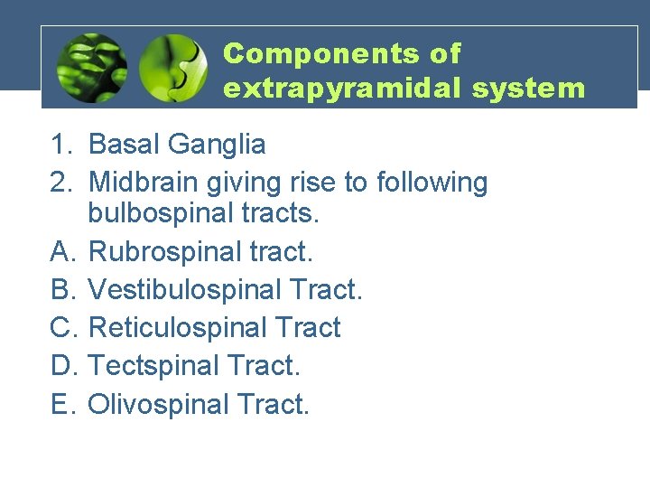 Components of extrapyramidal system 1. Basal Ganglia 2. Midbrain giving rise to following bulbospinal