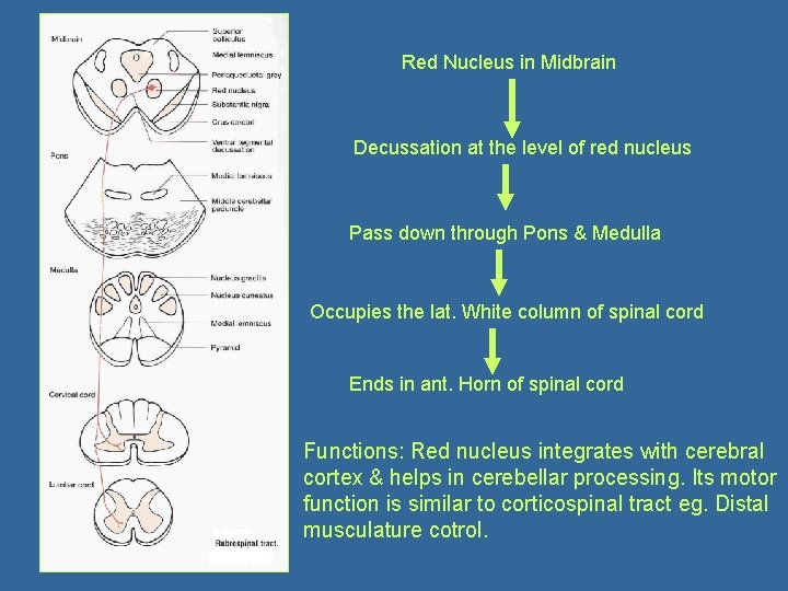 Red Nucleus in Midbrain Decussation at the level of red nucleus Pass down through