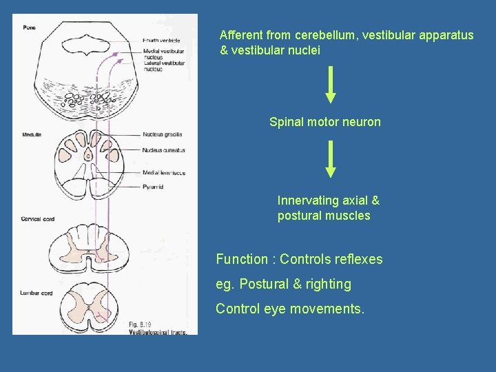 Afferent from cerebellum, vestibular apparatus & vestibular nuclei Spinal motor neuron Innervating axial &