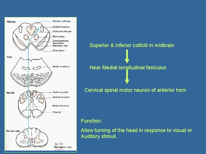 Superior & Inferior collicili in midbrain Near Medial longitudinal fasiculus Cervical spinal motor neuron