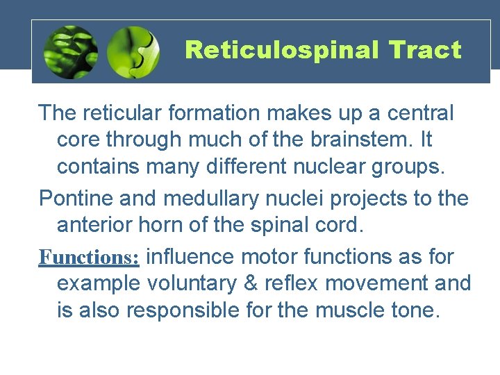 Reticulospinal Tract The reticular formation makes up a central core through much of the