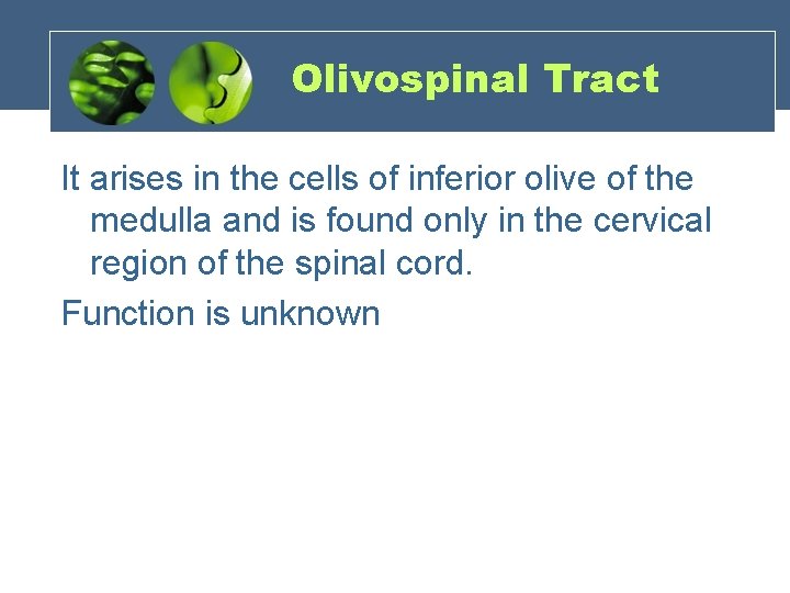 Olivospinal Tract It arises in the cells of inferior olive of the medulla and