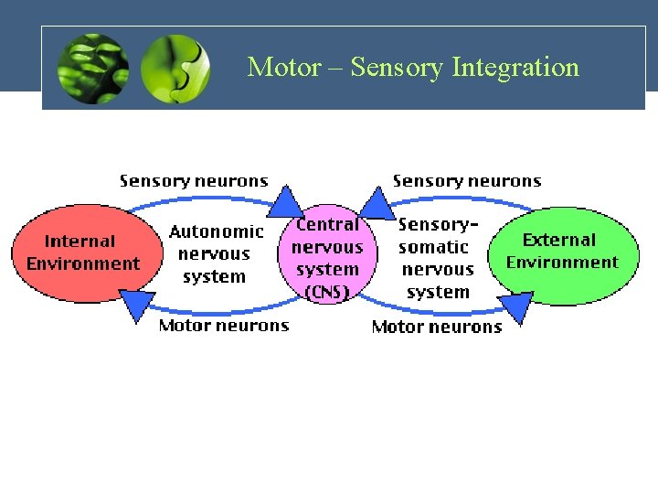 Motor – Sensory Integration 