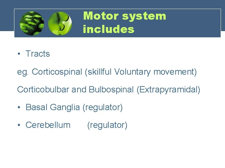Motor system includes • Tracts eg. Corticospinal (skillful Voluntary movement) Corticobulbar and Bulbospinal (Extrapyramidal)