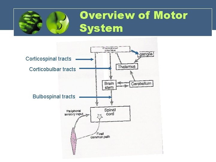 Overview of Motor System Corticospinal tracts Corticobulbar tracts Bulbospinal tracts 