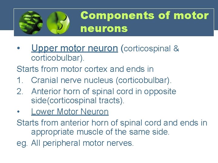 Components of motor neurons • Upper motor neuron (corticospinal & corticobulbar). Starts from motor