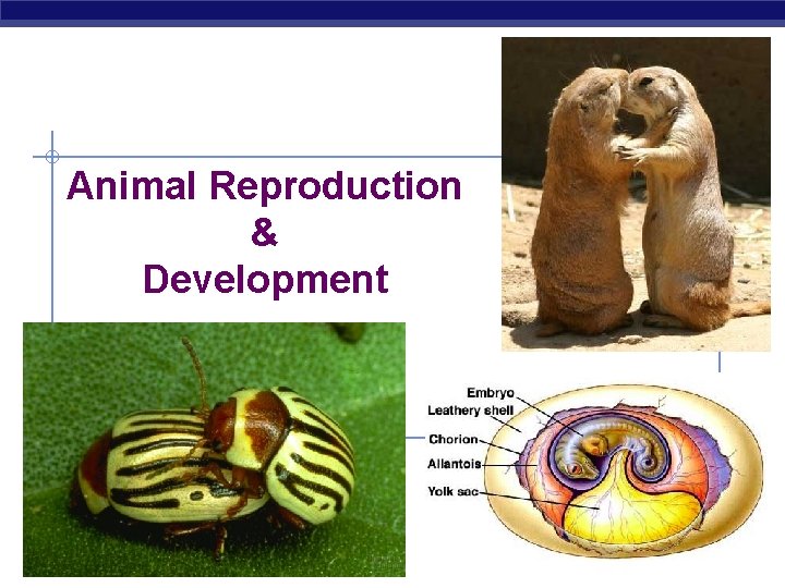 Animal Reproduction & Development AP Biology 2007 -2008 