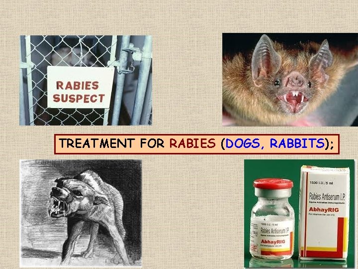 TREATMENT FOR RABIES (DOGS, RABBITS); 