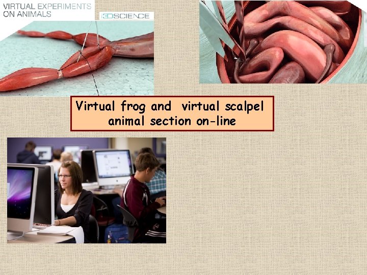 Virtual frog and virtual scalpel animal section on-line 