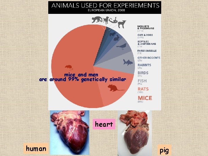 mice and men are around 99% genetically similar heart human pig 