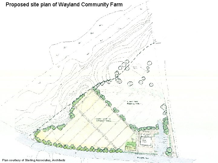 Proposed site plan of Wayland Community Farm Plan courtesy of Sterling Associates, Architects 