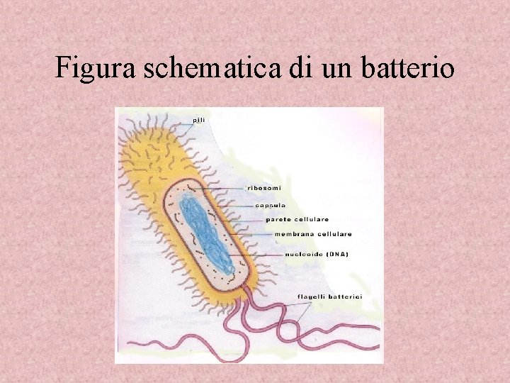 Figura schematica di un batterio 