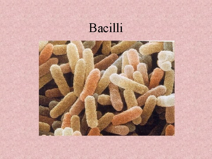 Bacilli 