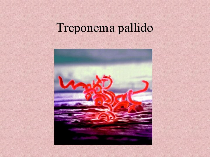 Treponema pallido 