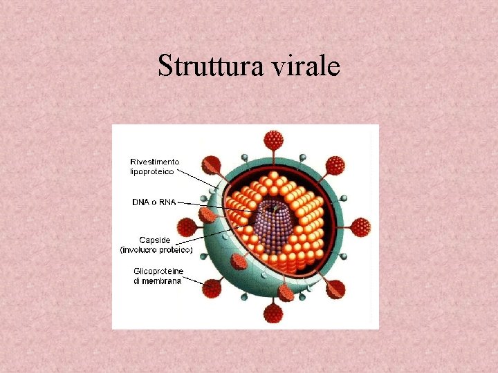 Struttura virale 