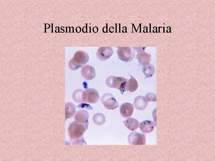 Plasmodio della Malaria 